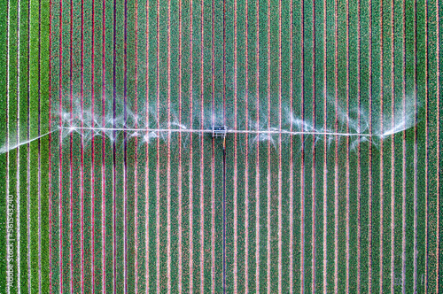 Drone shot of the irrigation of a bulb field in The Netherlands. photo