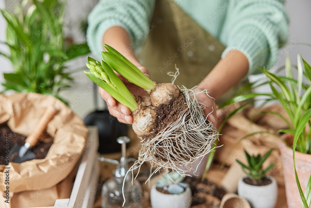 Unrecognizable woman holds flower bulbs with roots in soil transplants plants surrounded by pots blurred background stands indoor. Unknown botanist busy replanting. Gardening and botany concept. - obrazy, fototapety, plakaty 