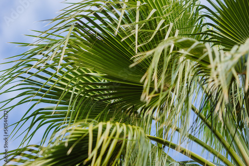 Close view of big green palm trees and blue sky, concept of tropical background