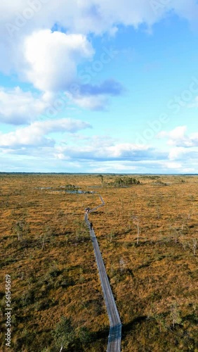 Vertical video: Woman walks on the path to the swamp