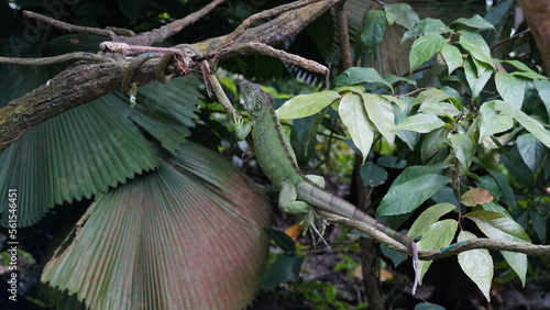 Green Iguana (Iguana iguana): The green iguana is one of the most well-known species. It is primarily green in color, with a long tail, a row of spines along its back, and a dewlap (a loose fold of sk photo