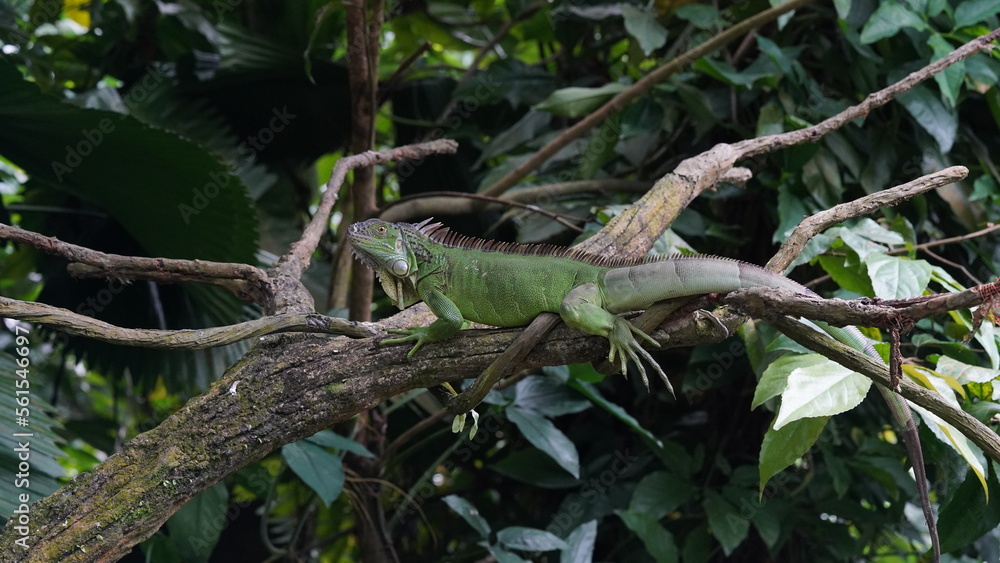 iguana on a tree iguana on a tree
