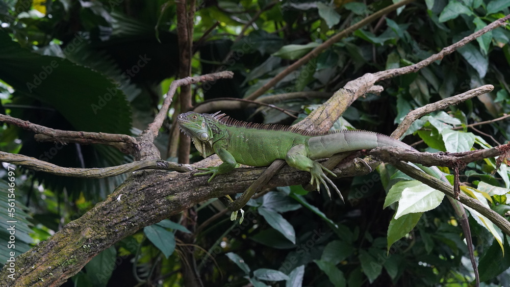 iguana on a tree