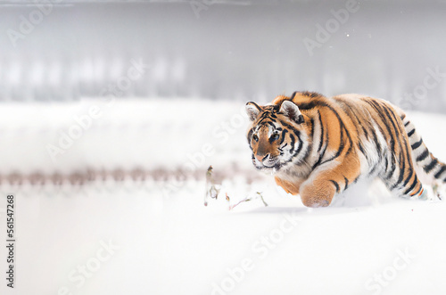 illustrazione creata con intelligenza artificiale di tigre che corre nella neve photo