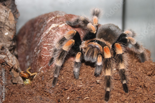 brachypelma smithi spider with orange and black pattern