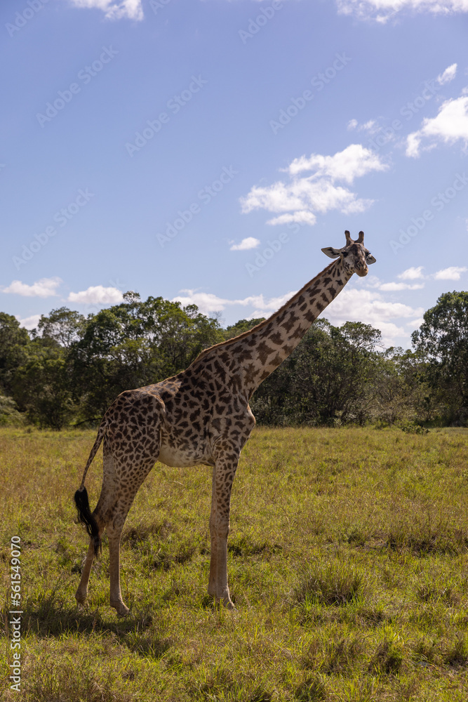 Fototapeta premium Giraffes grazing in Masai Mara