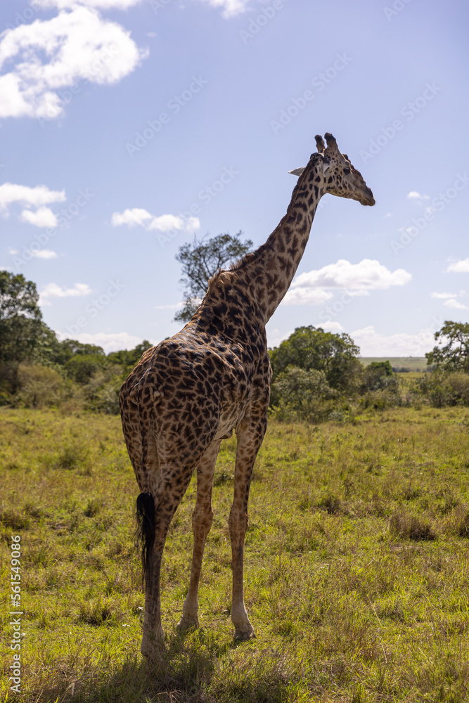 Giraffes grazing in Masai Mara Giraffes grazing in Masai Mara