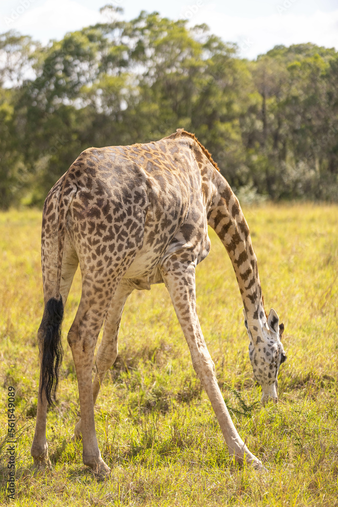 Giraffes grazing in Masai Mara Giraffes grazing in Masai Mara