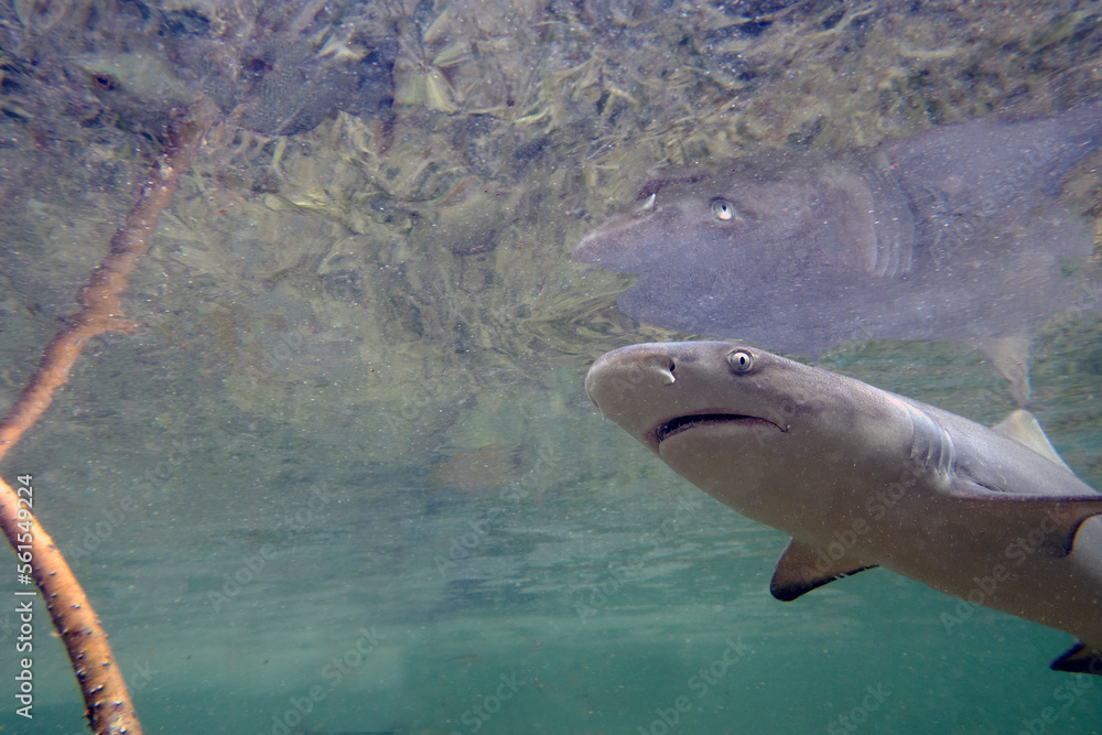 Fototapeta premium Juvenile Lemon Shark (Negaprion brevirostris) in the mangroves of North Bimini, Bahamas