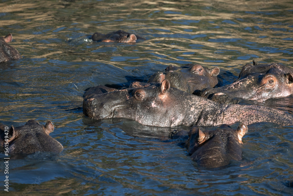 Fototapeta premium Hippos swimming in the river