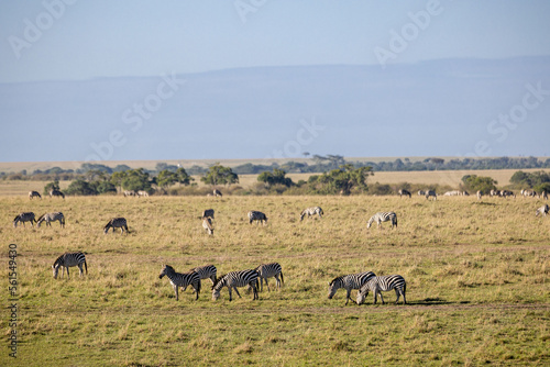 Fototapeta Naklejka Na Ścianę i Meble -  Zebras grazing in the plains