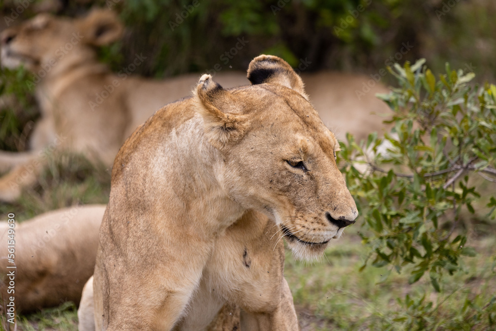 Lions nest in their pride's bush Lions nest in their pride's bush