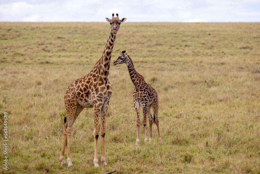 Obraz premium Giraffes graze and eat