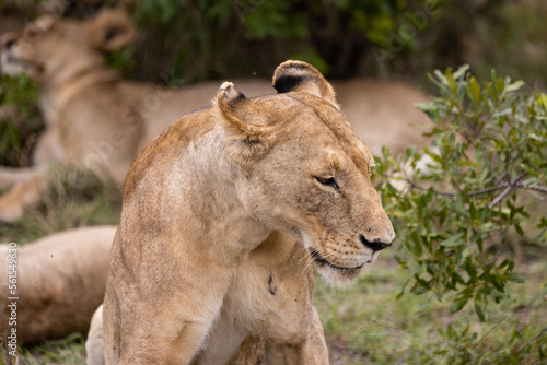 Lions nest in their pride s bush