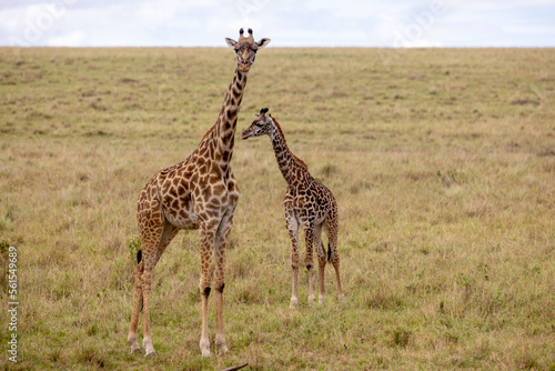 Giraffes graze and eat