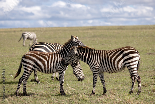 Zebras graze together