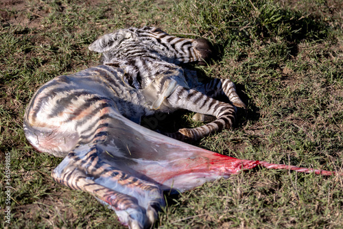 A stillborn Zebra corpse