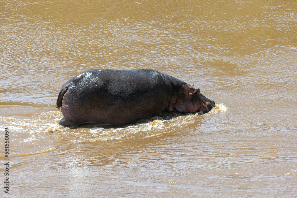 Fototapeta premium Hippos and their babies rest in the river