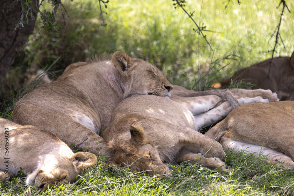 Lions sleep under a bush Lions sleep under a bush