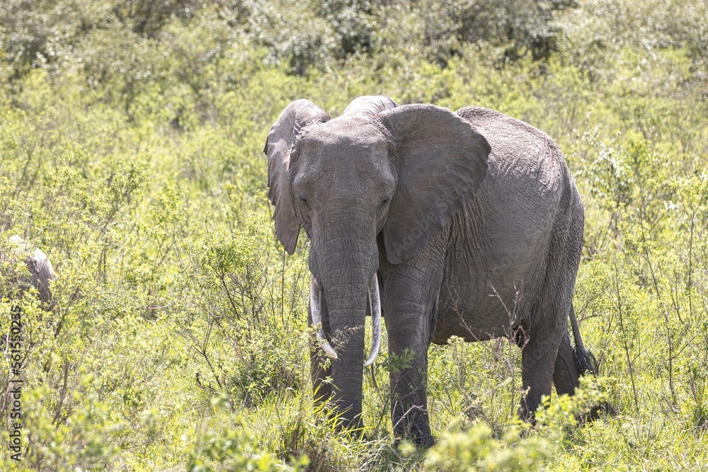 Fototapeta premium Elephants graze in the plains