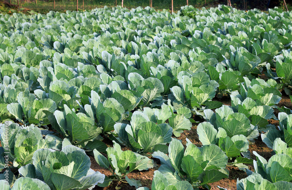 cabbage growing in the garden.Nature, village, Agriculture. cabbage growing in the garden.Nature, village, Agriculture.