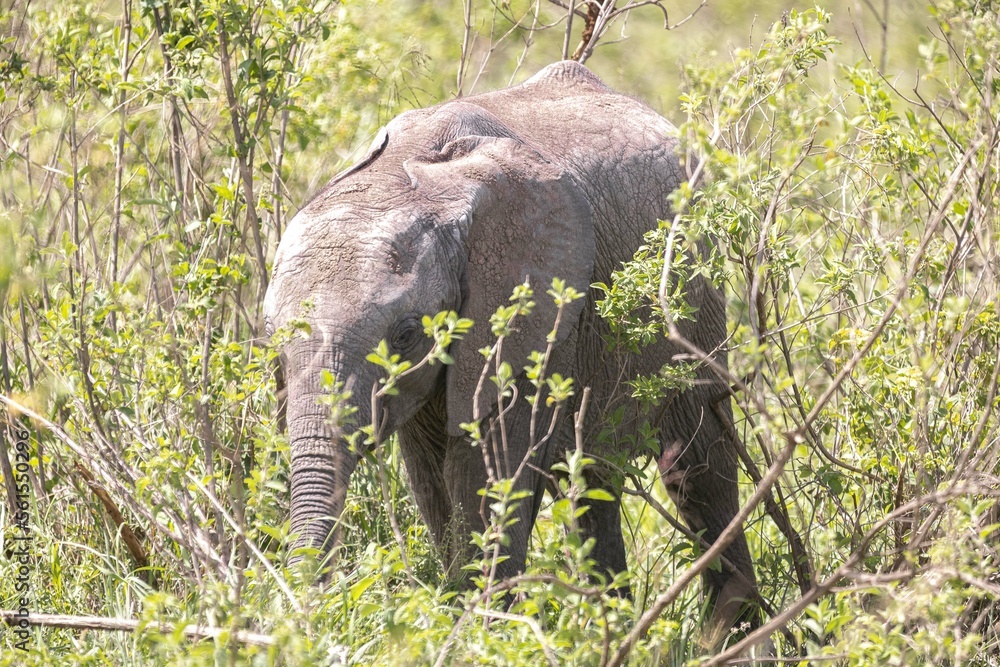 Fototapeta premium Elephants graze in the plains