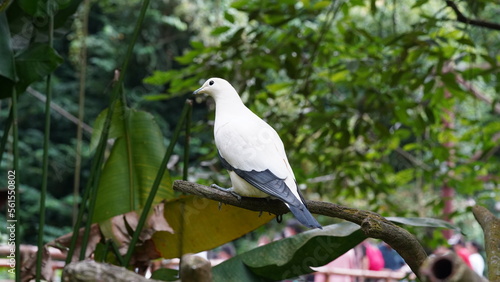 Torresian Imperial-pigeon|Pied Imperial Pigeo|Columbiformes|Ducula|斑皇鳩