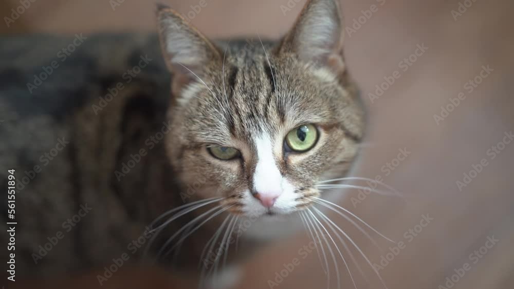The cat winks with one eye. A grey brown striped cat looks directly into the camera. Shooting in slow motion. High quality FullHD footage The cat winks with one eye. A grey brown striped cat looks directly into the camera. Shooting in slow motion. High quality FullHD footage
