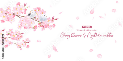 春の花：さくらと散る花びら、エナガのアシンメトリーバナー背景。水彩イラスト。（ベクター。レイアウト変更可能。）