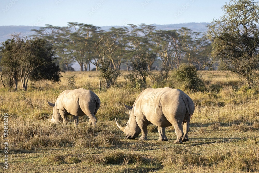 White rhinos graze near Lake Nakura White rhinos graze near Lake Nakura