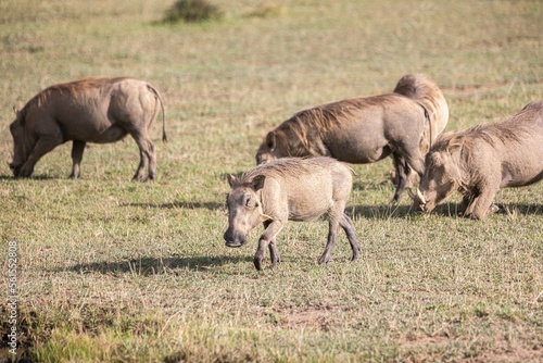 Warthogs eat grass together © Alex
