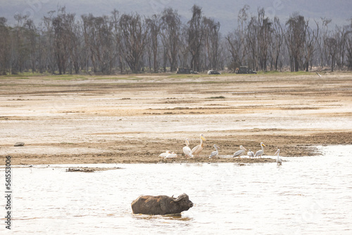 A water buffalo crosses a lake
