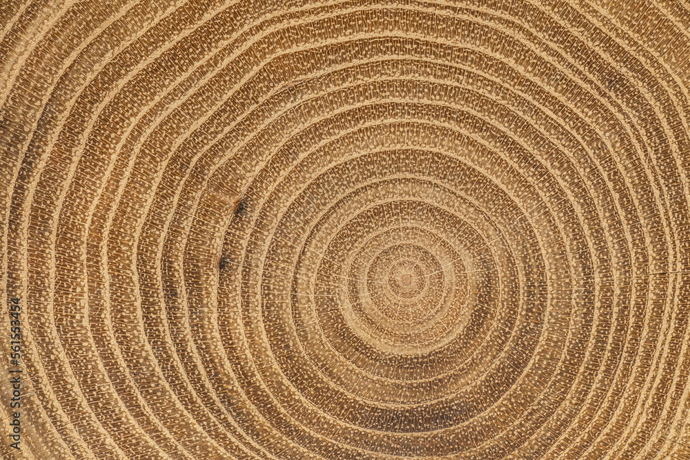 Naklejka premium Macro shot of maple tree internal texture. Natural wood pattern