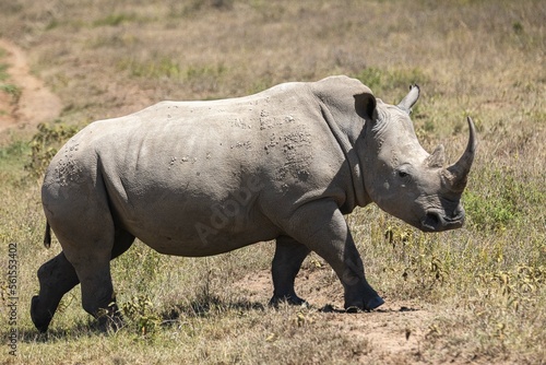 White rhinos grazing in a safari