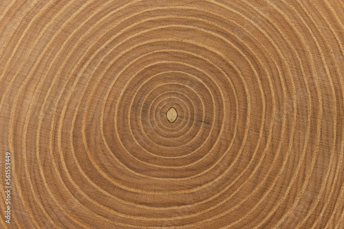Ash tree trunk cross-section with detailed annual rings. Beautiful wood texture as background