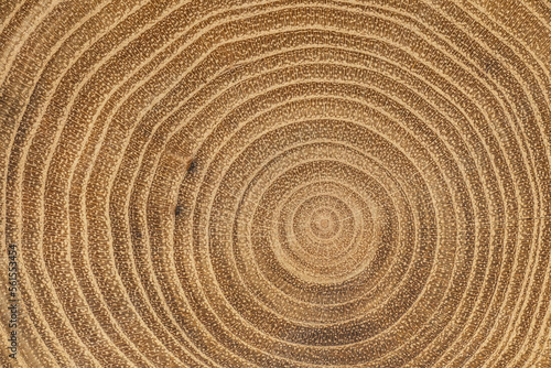 Macro shot of maple tree internal texture. Natural wood pattern
