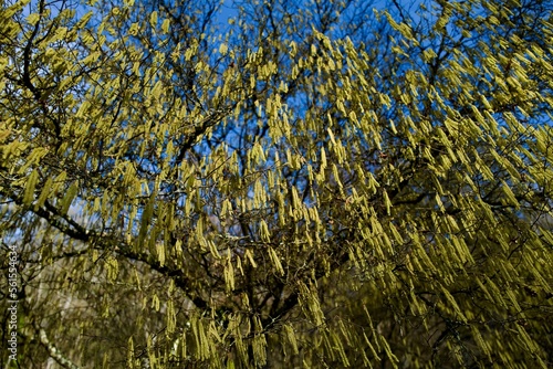 Wallpaper Mural willow blossom in the sunlight and the blue sky Torontodigital.ca