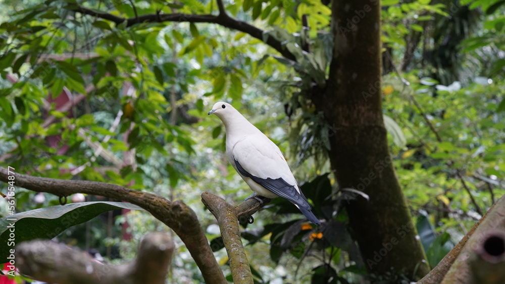Pied imperial-pigeon|Ducula bicolor|斑皇鸠 「Pied imperial-pigeon」または学名「Ducula bicolor」は、「斑皇鸠(バイカハシバト)」としても知られる美しい鳥の一種です。 Pied imperial-pigeon|Ducula bicolor|斑皇鸠 「Pied imperial-pigeon」または学名「Ducula bicolor」は、「斑皇鸠(バイカハシバト)」としても知られる美しい鳥の一種です。