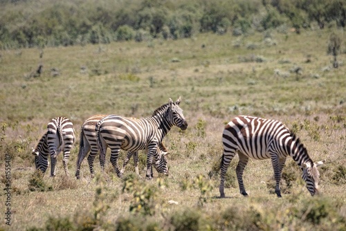 Zebras graze at Hell's Gate