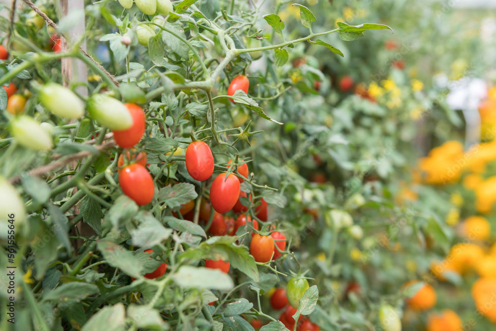 Organic cherry tomatoes in a greenhouse at harvest.