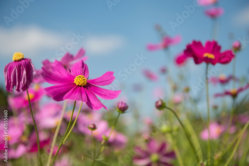 Beautiful pink cosmos flowers in spring field against blue sky © Blanscape