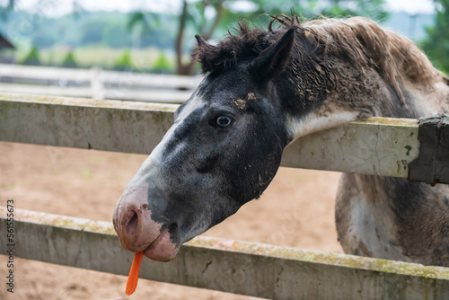 gray horse eating carrot in wooden paddock