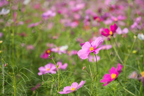 beautiful natural scenic of pink cosmos flower in field