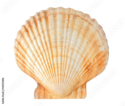 Pecten sea shell cut out photo