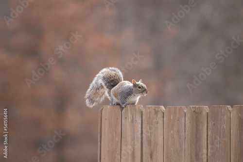 On the Fence 