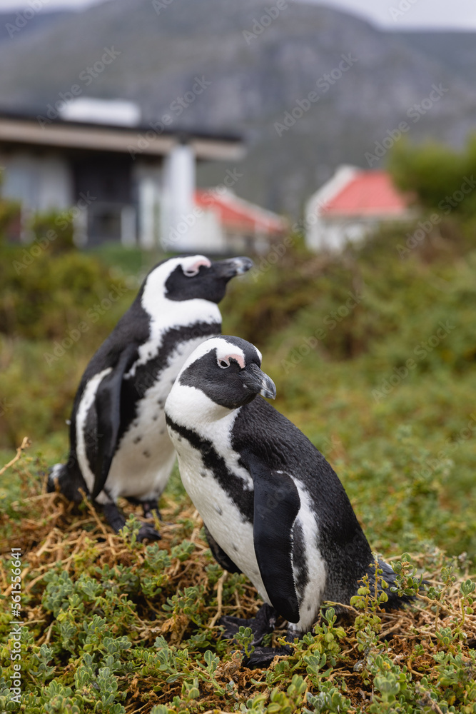 Fototapeta premium African Penguins amass at a beach