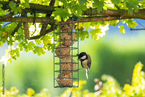 bird on a branch eating, garden bird eating photo