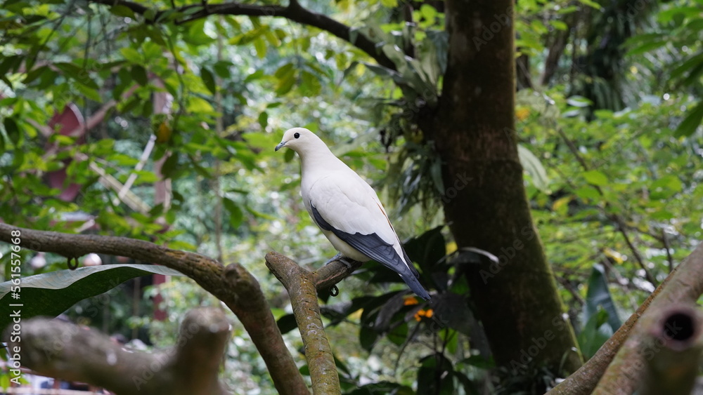 Pied imperial-pigeon|Ducula bicolor|斑皇鸠 Pied imperial-pigeon|Ducula bicolor|斑皇鸠