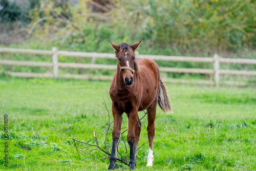 foal in the meadow with a halter playing in the meadow
