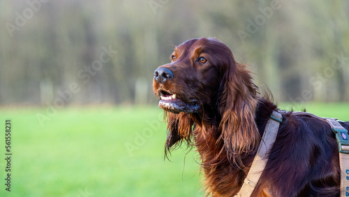 english cocker spaniel